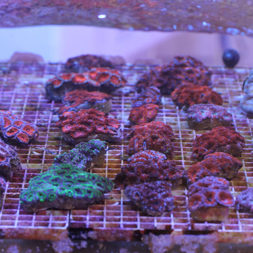 入荷情報~海水魚・LPS~_d0221436_23000028.jpg