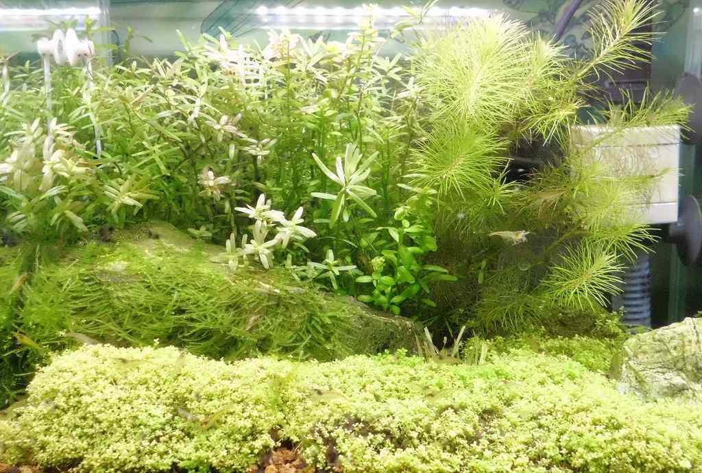 ウィローモスの生命力 年中アクア中年