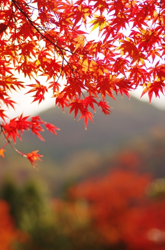 嵐山の紅葉_a0299749_22592732.jpg