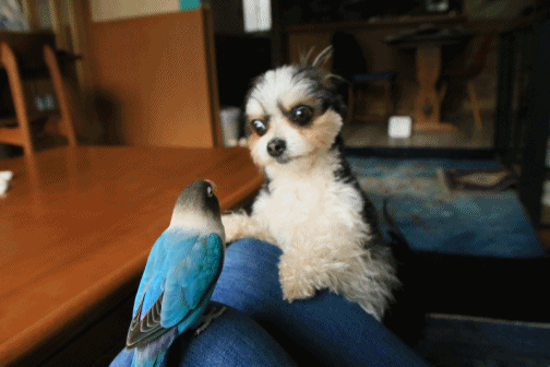 c0145250_11052334.gif
