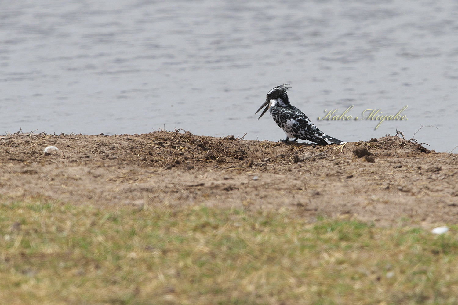 Pied Kingfisher ヒメヤマセミ ぼちぼち と 野鳥大好き O