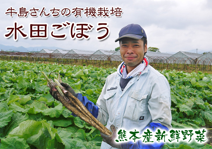有機栽培の水田ごぼう 元気に成長中!今年はあまりの寒さに少し遅れ、5月中旬より出荷予定!!_a0254656_16061520.jpg