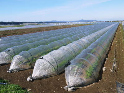 有機栽培の水田ごぼう 元気に成長中!今年はあまりの寒さに少し遅れ、5月中旬より出荷予定!!_a0254656_16141748.jpg