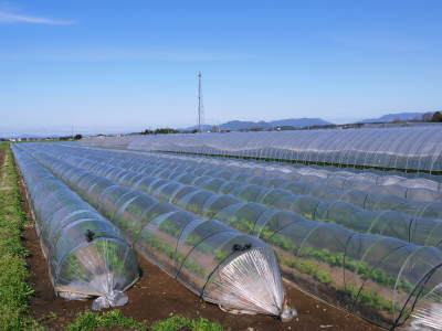 有機栽培の水田ごぼう 元気に成長中!今年はあまりの寒さに少し遅れ、5月中旬より出荷予定!!_a0254656_16155294.jpg