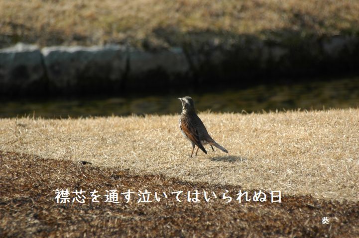 f0379160_15392664.jpg