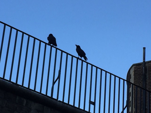 ロンドン塔の守護鳥 ワタリガラス ロンパラ London パラダイス