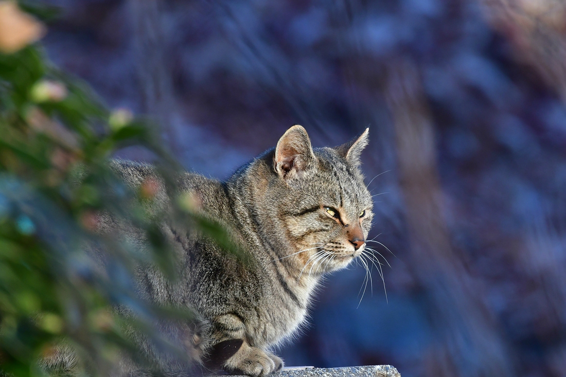 仲良し? セキレイと猫ちゃん_f0053272_12363866.jpg