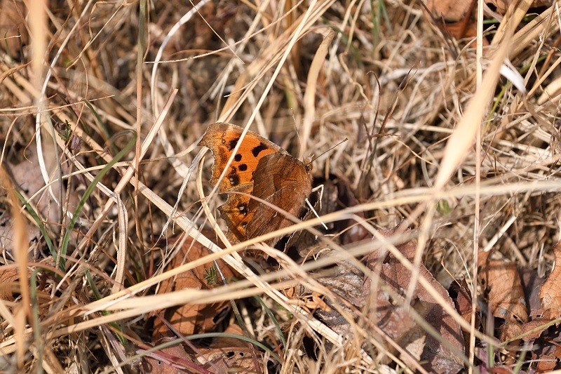 f0031682_14401344.jpg