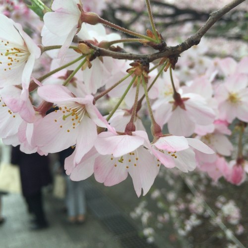 「季節もの桜マフィン」_a0075684_11372381.jpg