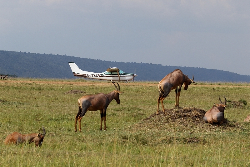 サバンナの動物たち その1 空から撮ったマサイマラ 旅プラスの日記 サバンナの動物たち その1 空から撮ったマサイマラ 旅プラスの日記