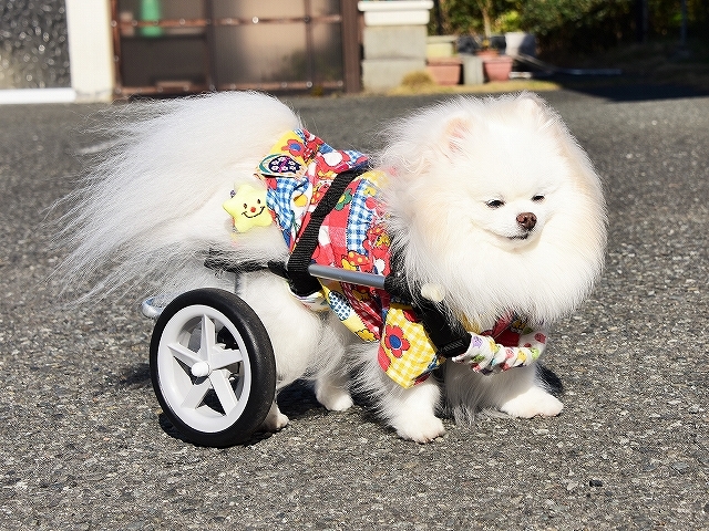 病院での会話・シニア犬あるある_d0360206_02135215.jpg
