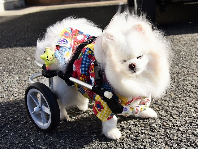 病院での会話・シニア犬あるある_d0360206_02141102.jpg