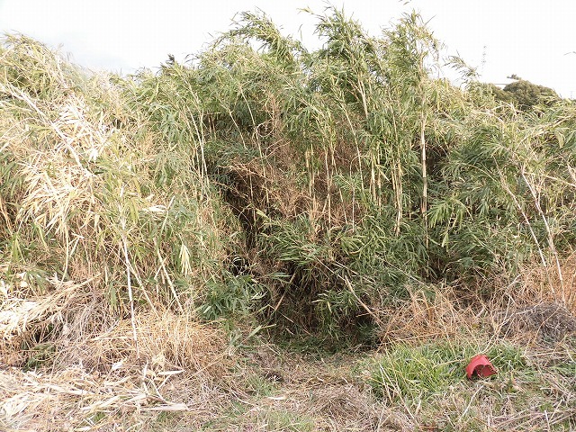 金属疲労?で草刈り機がポッキリも 滝川の竹林退治に向けて「完全武装」で通路確保_f0141310_08073679.jpg