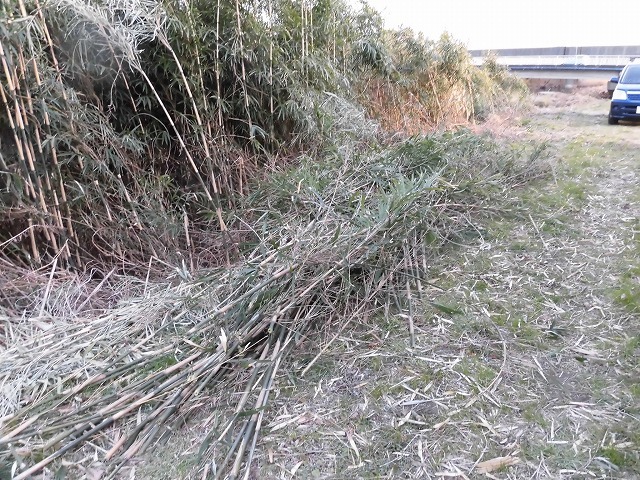 金属疲労?で草刈り機がポッキリも 滝川の竹林退治に向けて「完全武装」で通路確保_f0141310_08080438.jpg
