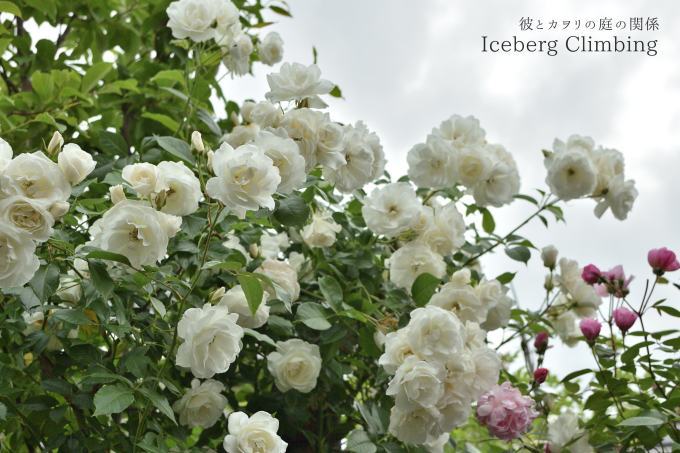 白い蔓薔薇の有る風景 彼とカヲリの庭の関係 白い蔓薔薇の有る風景 彼とカヲリの庭の関係