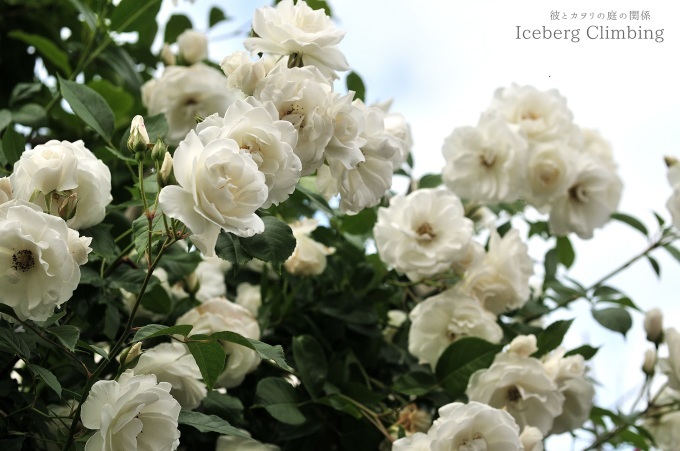 白い蔓薔薇の有る風景 彼とカヲリの庭の関係 白い蔓薔薇の有る風景 彼とカヲリの庭の関係