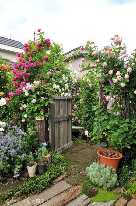 白い蔓薔薇の有る風景 彼とカヲリの庭の関係 白い蔓薔薇の有る風景 彼とカヲリの庭の関係