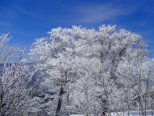 霧氷の花が満開_c0141223_18341348.jpg