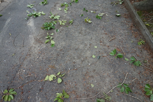 f0375039_07452047.jpeg