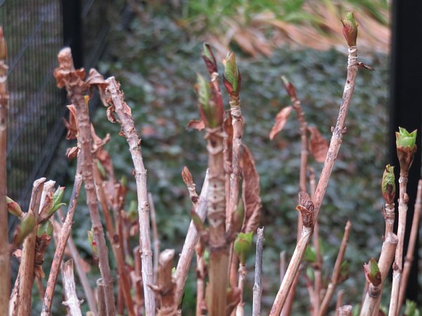 18年3月13日 紫陽花の新芽 今日の風に吹かれましょう