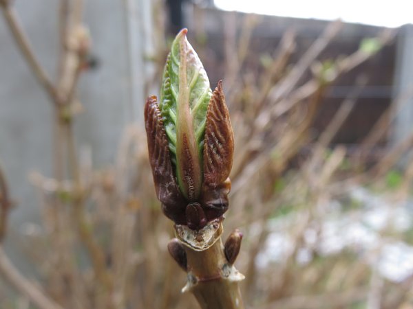 18年3月13日 紫陽花の新芽 今日の風に吹かれましょう