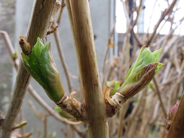 18年3月13日 紫陽花の新芽 今日の風に吹かれましょう