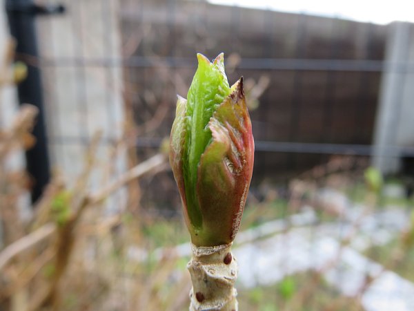 18年3月13日 紫陽花の新芽 今日の風に吹かれましょう