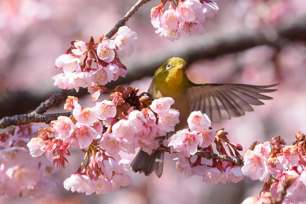 メジロと寒桜 2018　その２_e0290358_00343638.jpg