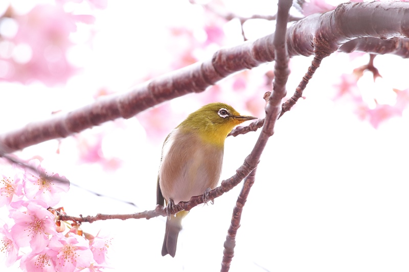 河津桜とメジロ・１♪　～サクジロ～♪_a0167759_23184646.jpg