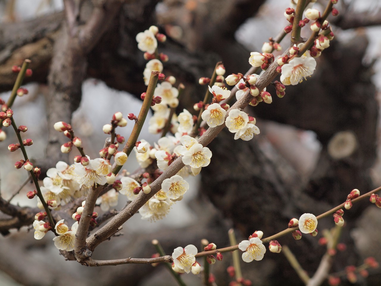 『安八百梅園を散策して･････　2』_d0054276_2010393.jpg