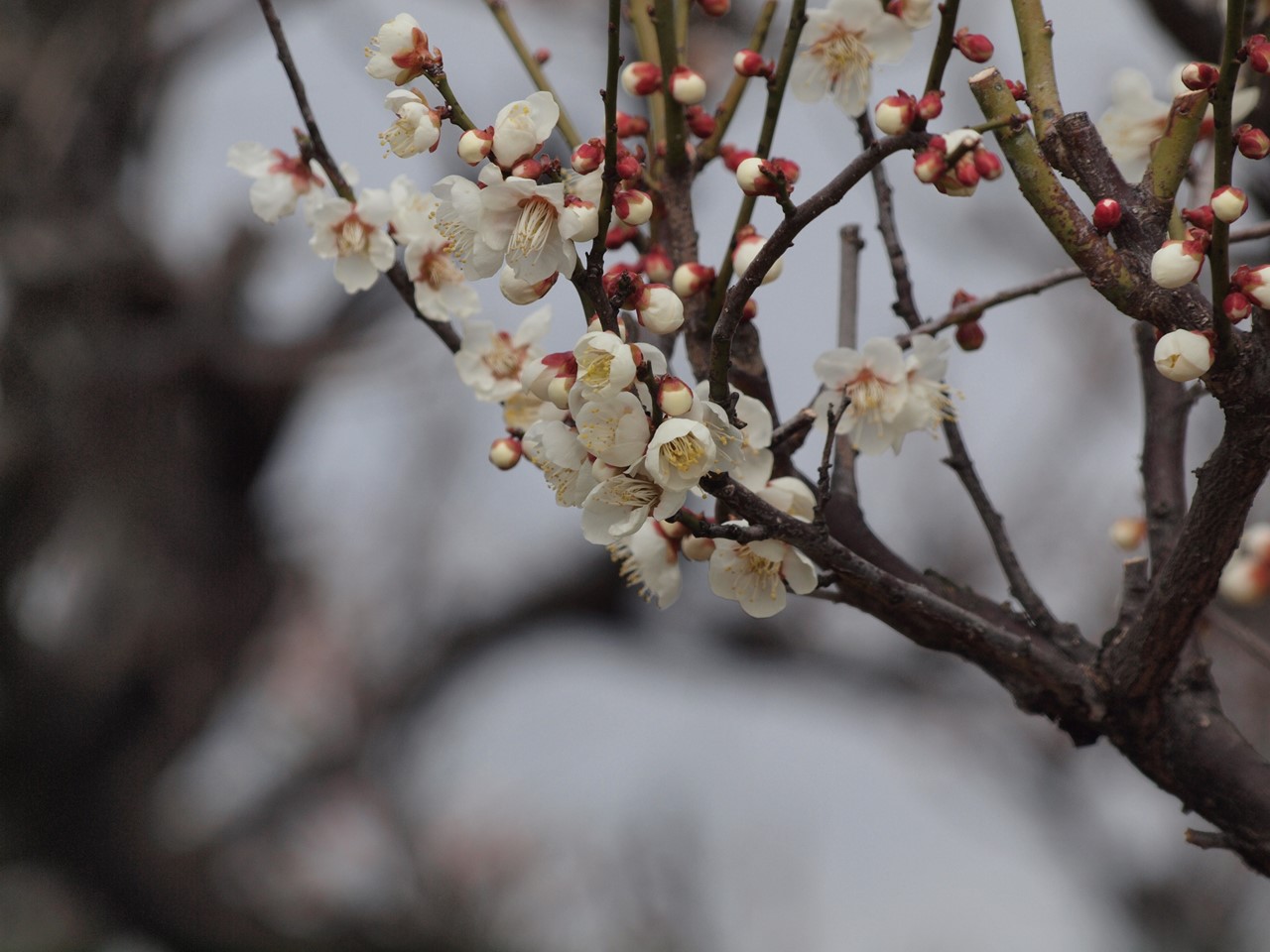 『安八百梅園を散策して･････　2』_d0054276_20105123.jpg