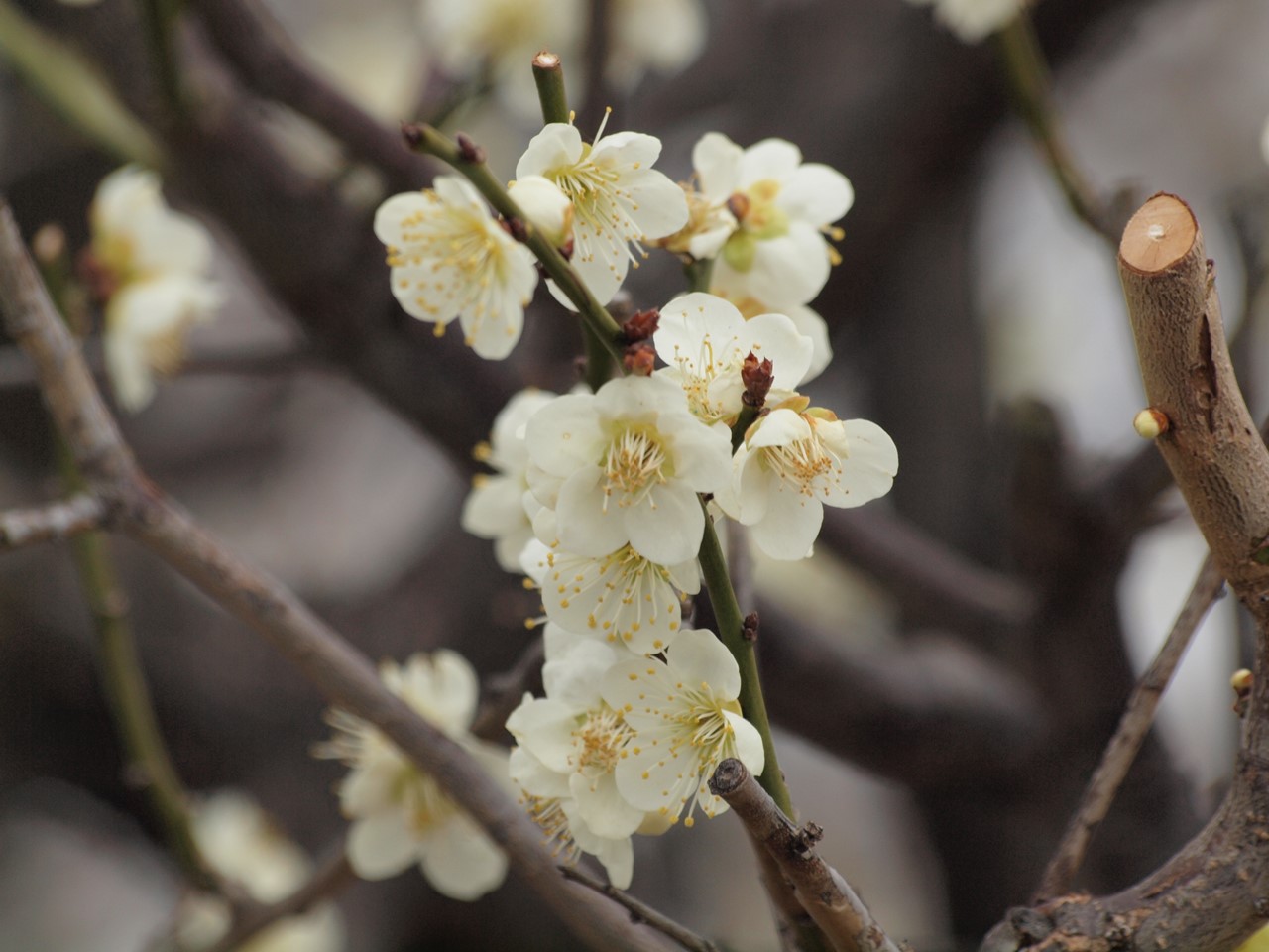 『安八百梅園を散策して･････　2』_d0054276_20111245.jpg