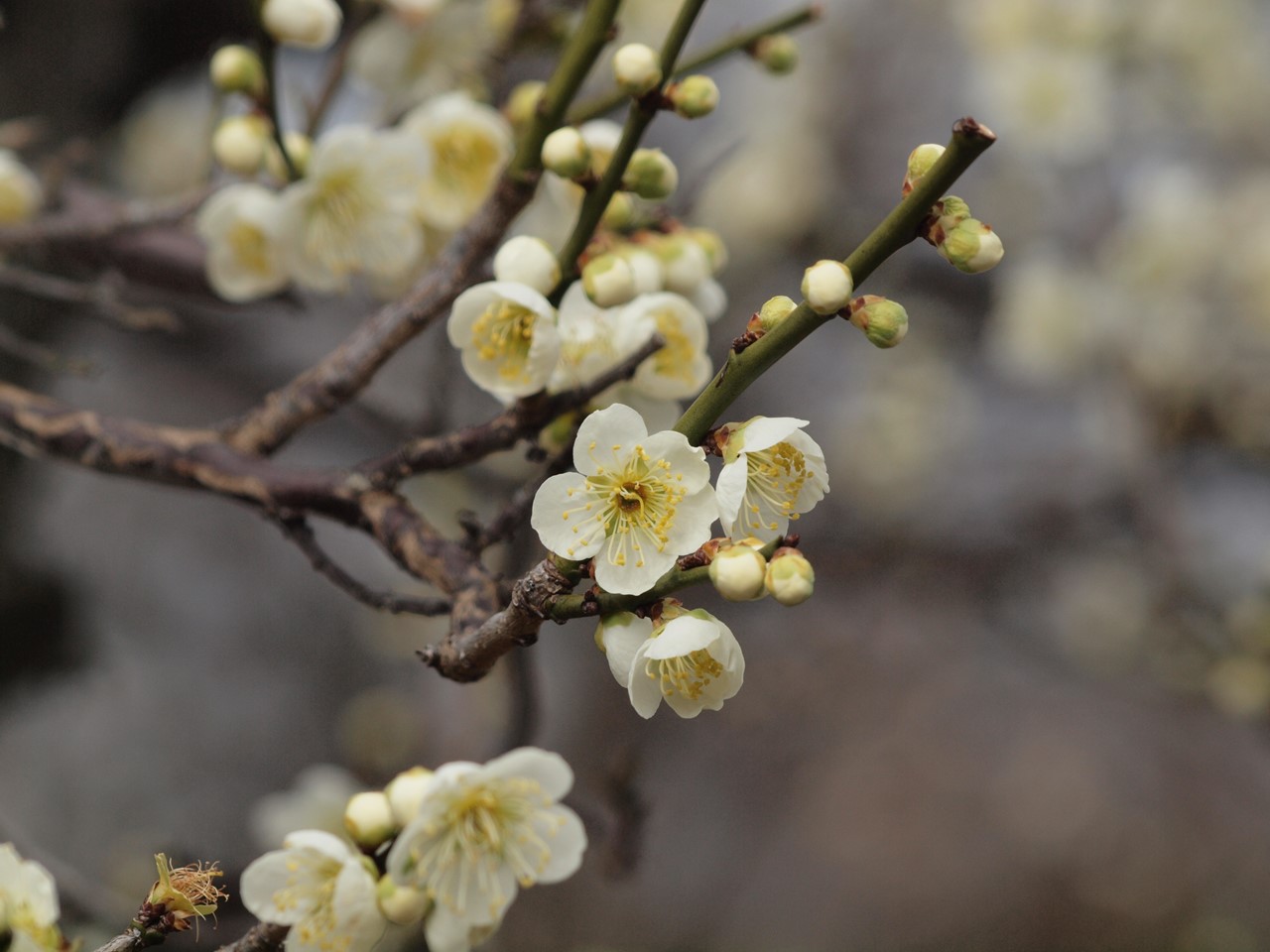 『安八百梅園を散策して･････　2』_d0054276_2011169.jpg