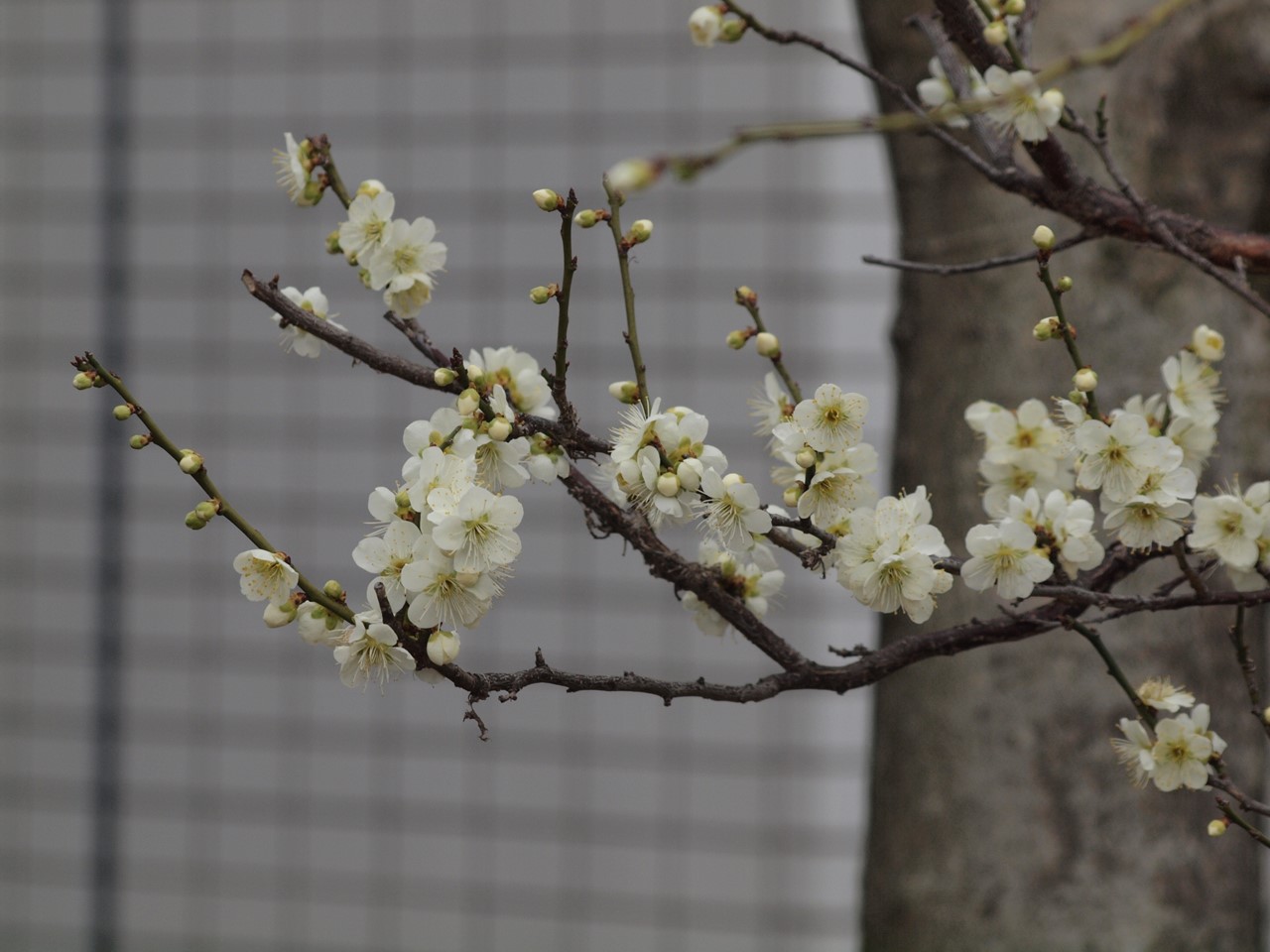 『安八百梅園を散策して･････　2』_d0054276_20113329.jpg