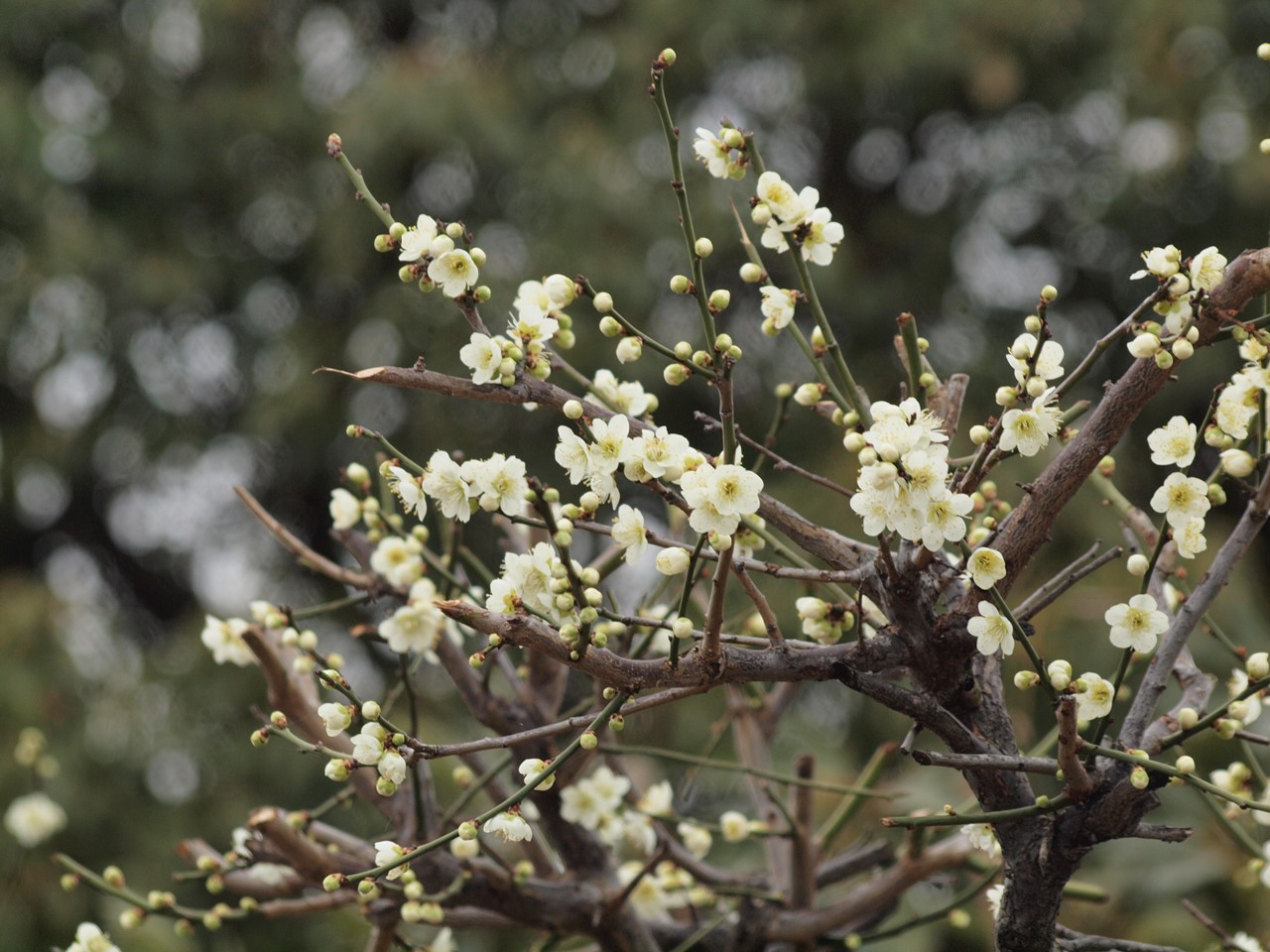 『安八百梅園を散策して･････　2』_d0054276_20114369.jpg