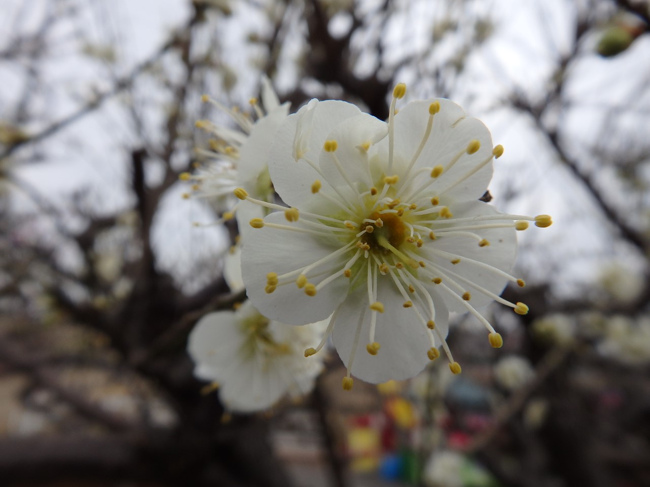 『安八百梅園を散策して･････　2』_d0054276_2011558.jpg