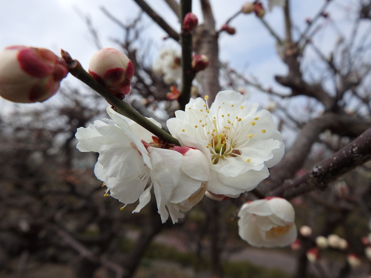 『安八百梅園を散策して･････　2』_d0054276_20121784.jpg