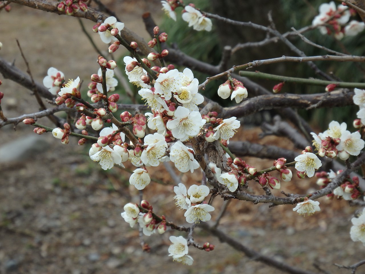 『安八百梅園を散策して･････　2』_d0054276_20123111.jpg