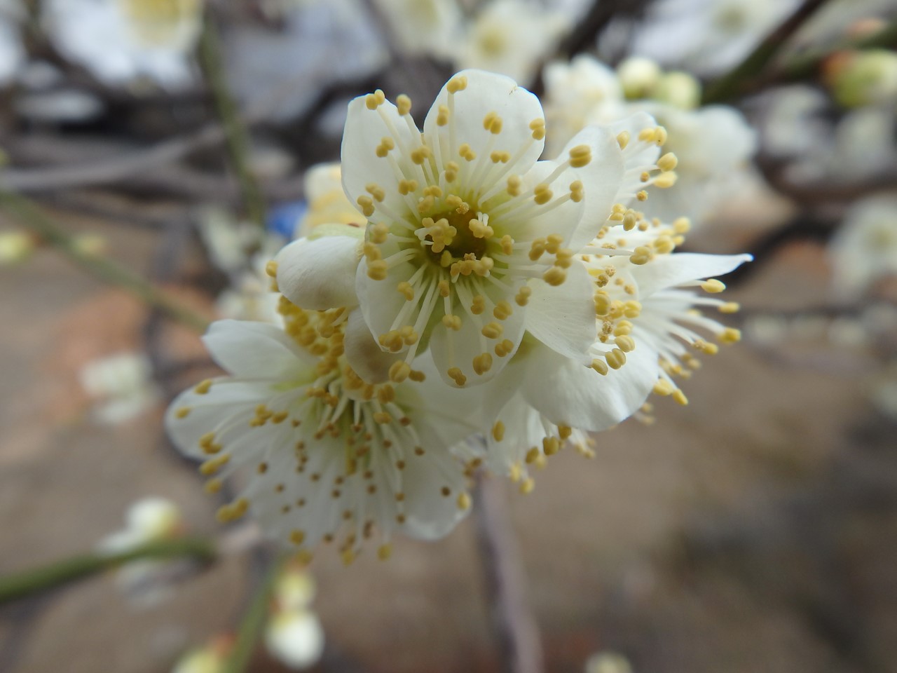 『安八百梅園を散策して･････　2』_d0054276_20125691.jpg