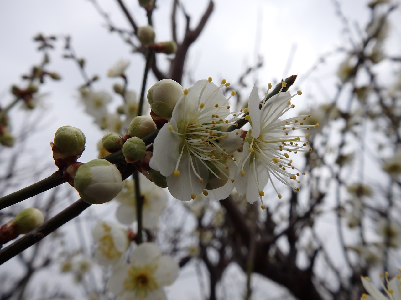 『安八百梅園を散策して･････　2』_d0054276_2012728.jpg