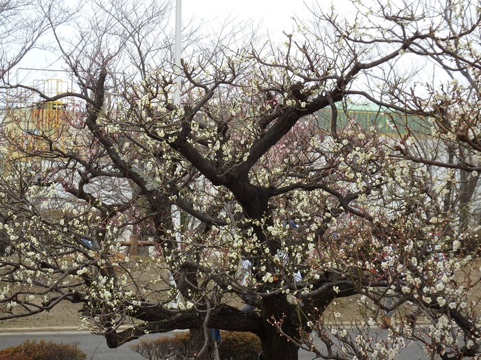 『安八百梅園を散策して･････　2』_d0054276_20131961.jpg