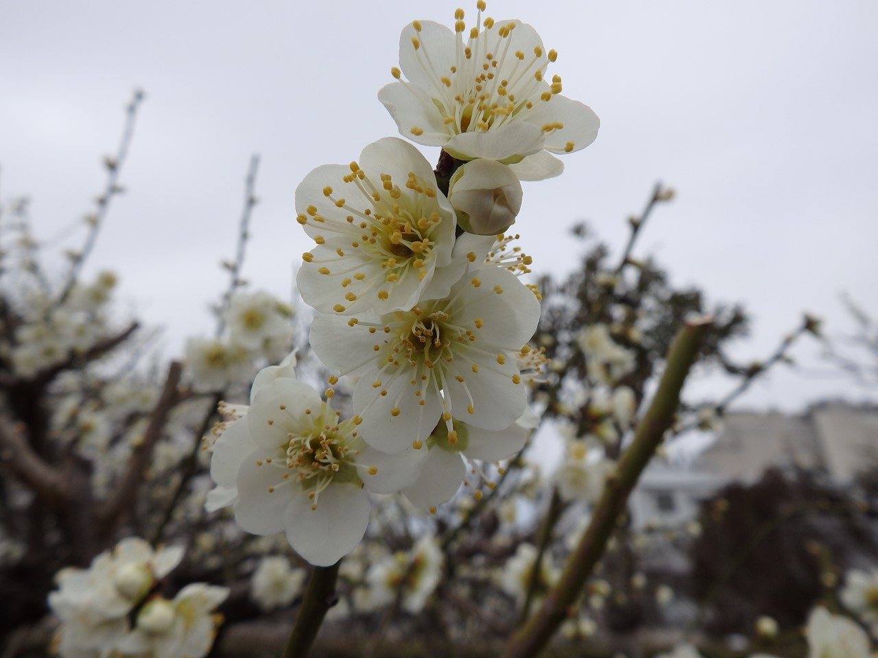 『安八百梅園を散策して･････　2』_d0054276_20133177.jpg