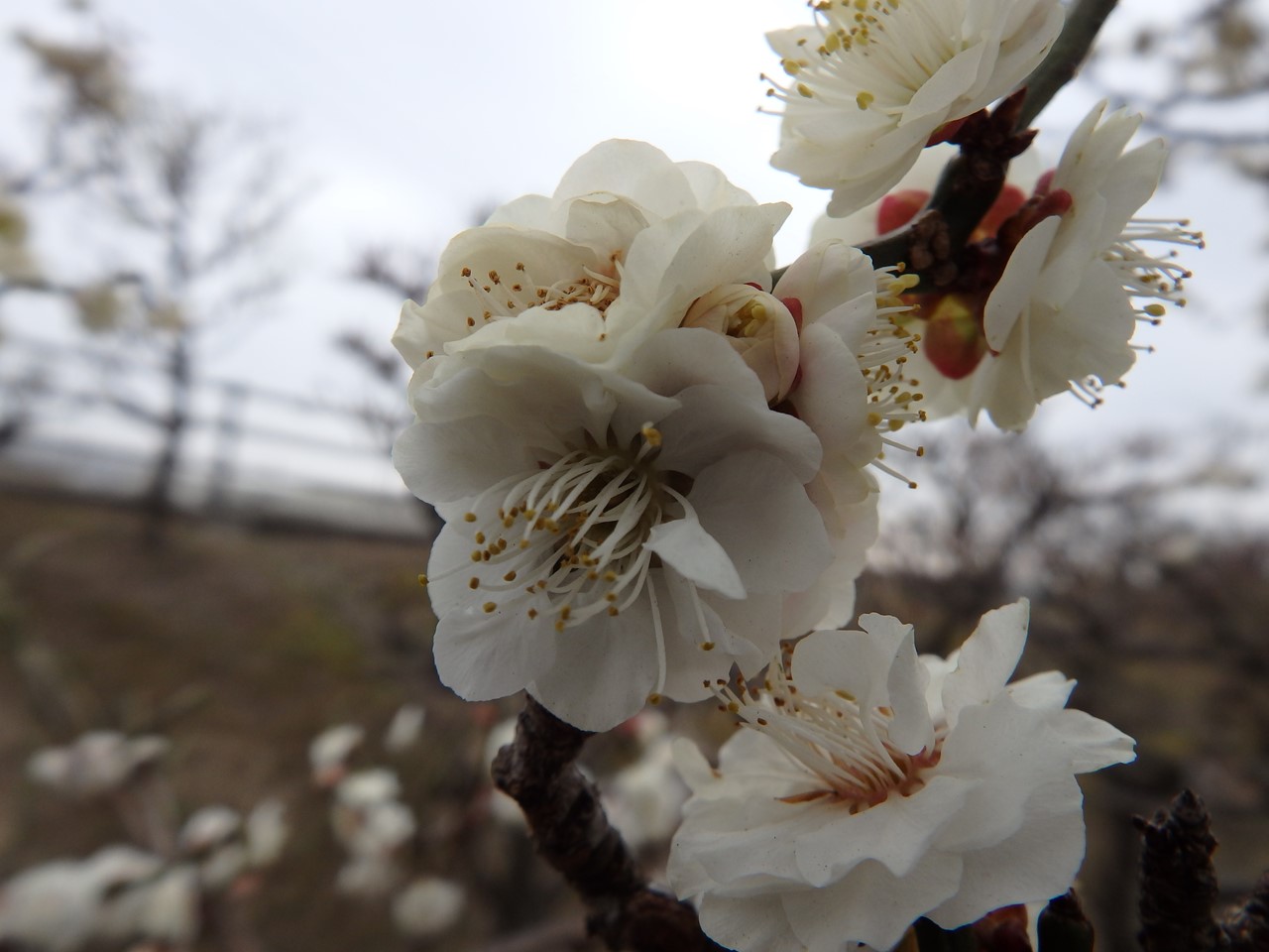 『安八百梅園を散策して･････　2』_d0054276_20134237.jpg