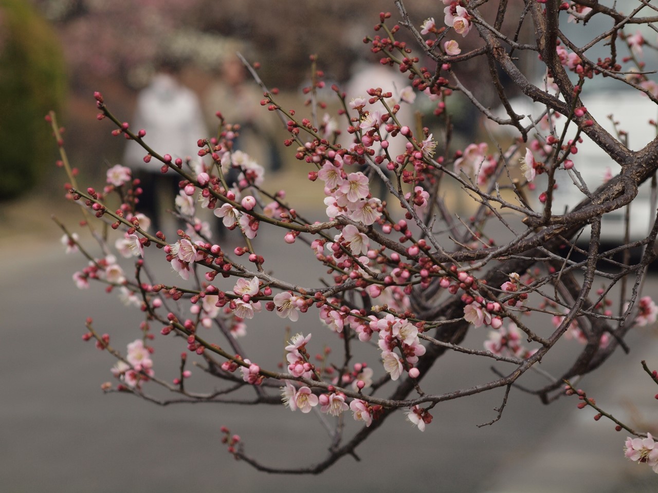 『安八百梅園を散策して･････　2』_d0054276_20142799.jpg