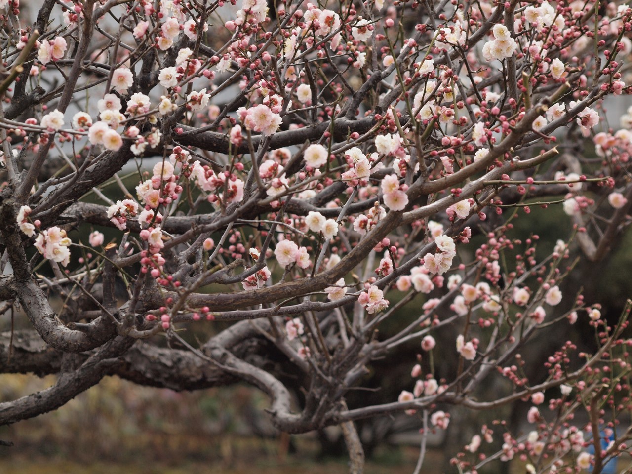 『安八百梅園を散策して･････　2』_d0054276_20143818.jpg