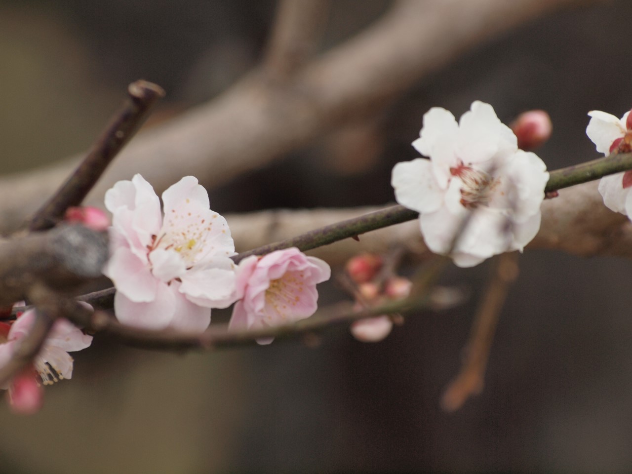 『安八百梅園を散策して･････　2』_d0054276_2014445.jpg