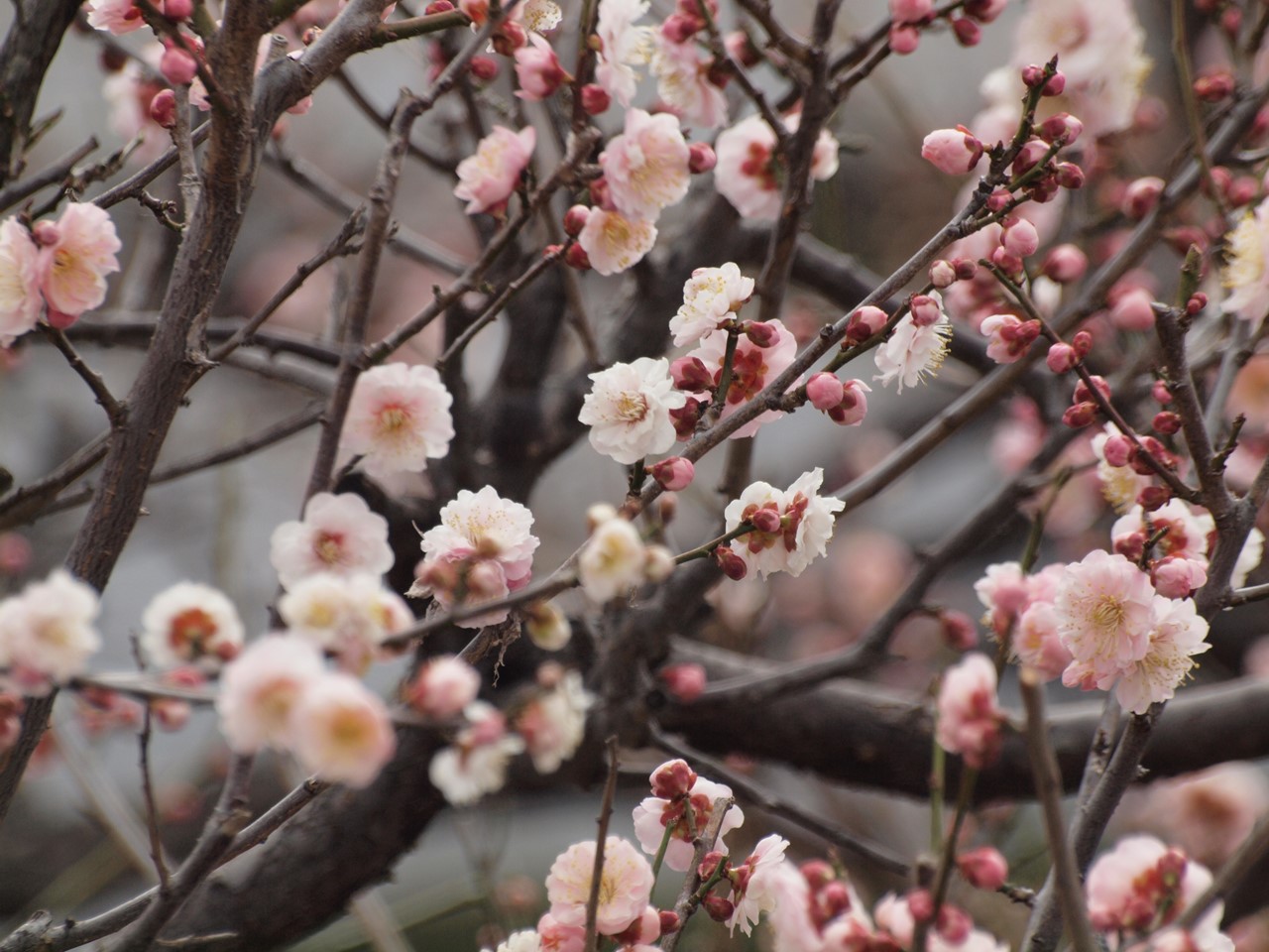 『安八百梅園を散策して･････　2』_d0054276_2014491.jpg