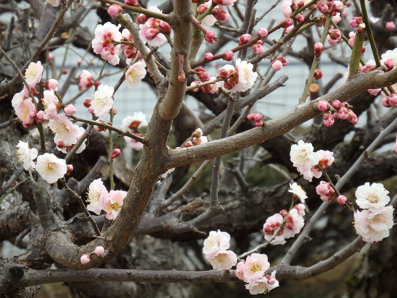 『安八百梅園を散策して･････　2』_d0054276_20151114.jpg