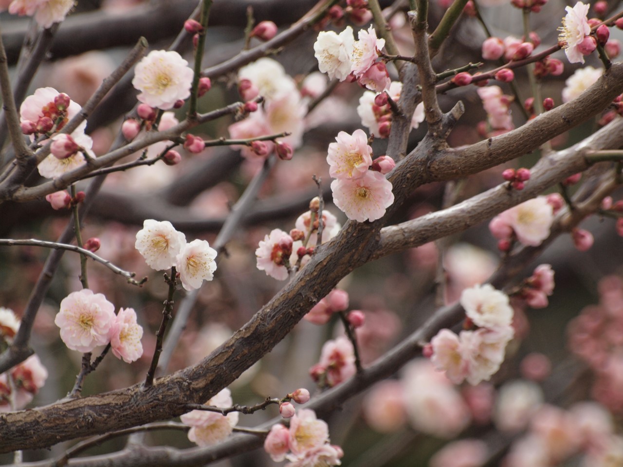 『安八百梅園を散策して･････　2』_d0054276_2015144.jpg