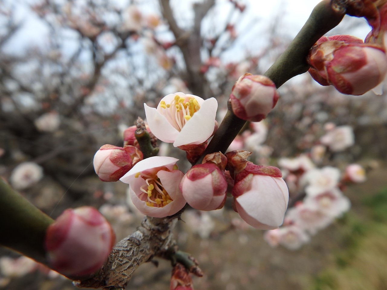 『安八百梅園を散策して･････　2』_d0054276_2015219.jpg